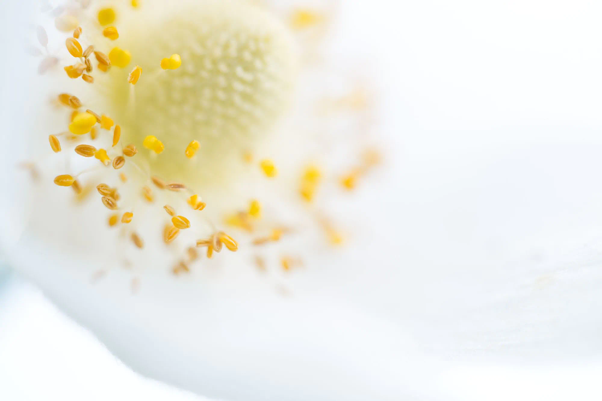 Cosmetorium 2024: Resumen y aspectos destacados 