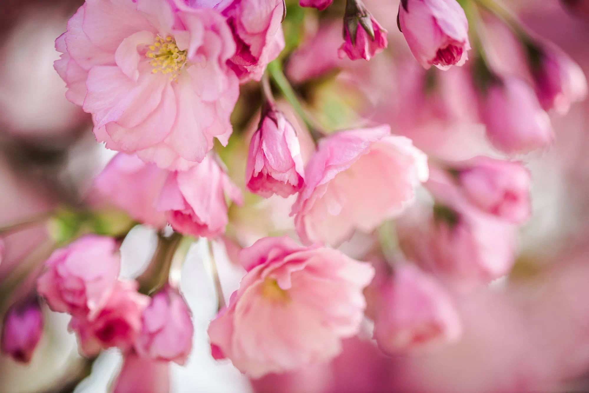Harness the power of fragrances in Air Care products